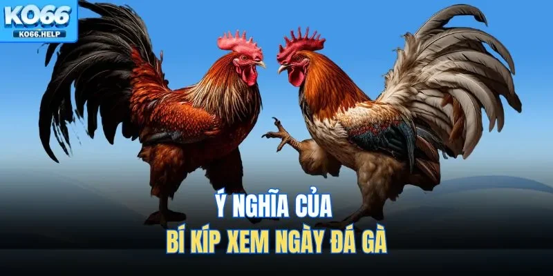 Bí Kíp Xem Ngày Đá Gà | Lựa Chọn Thời Điểm Vàng Xuất Trận 1 Ý nghĩa của bí kíp xem ngày đá gà